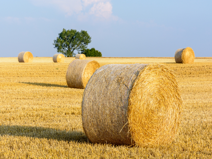 Wheat Straw (Toori)